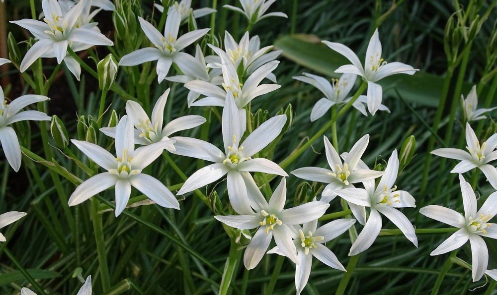 Snedek okolicnaty.jpg